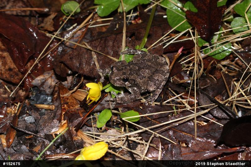 Unknown Gray Treefrog