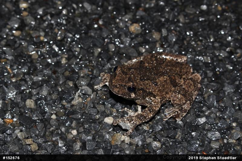 Unknown Gray Treefrog