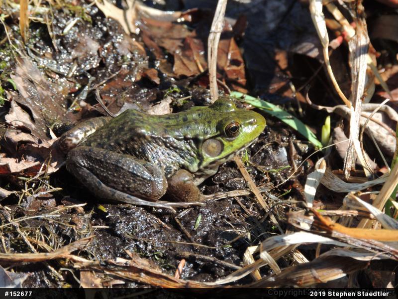 Green Frog