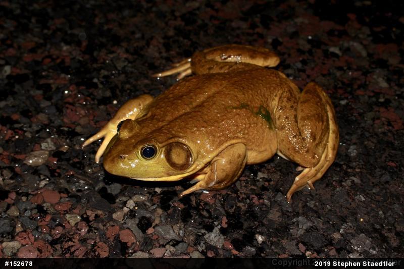 American Bullfrog