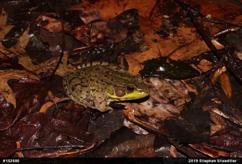 Green Frog