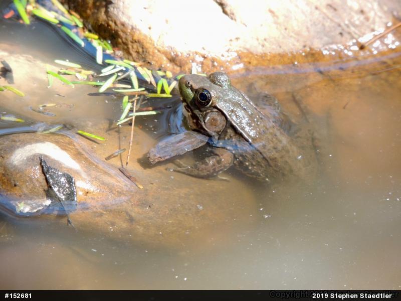 Green Frog