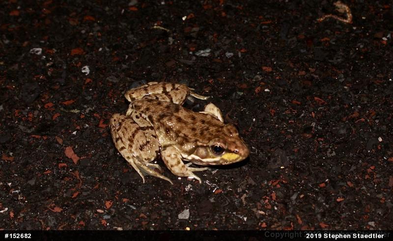 Green Frog