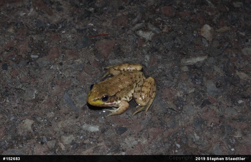 Green Frog