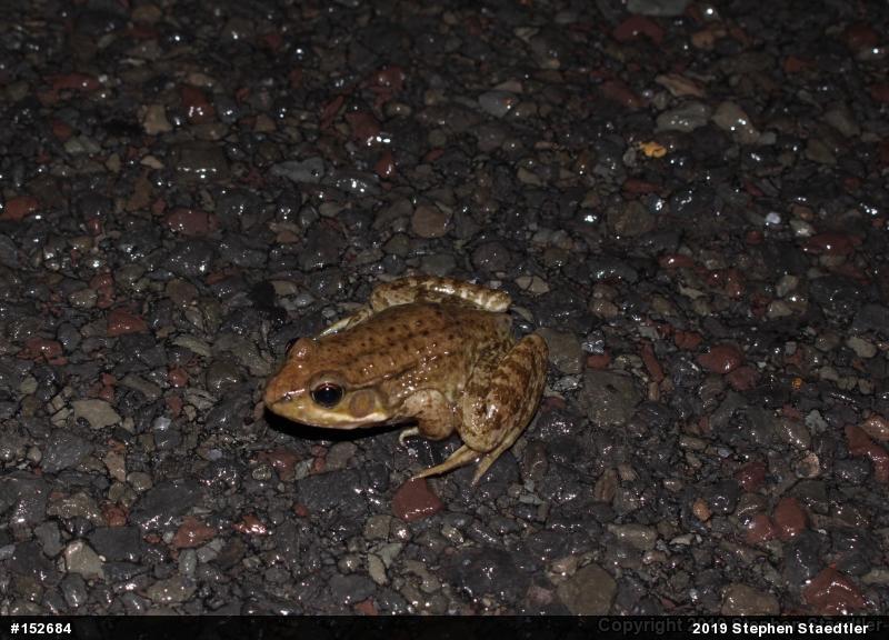 Green Frog