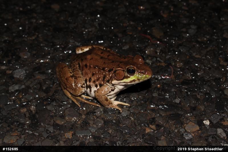 Green Frog