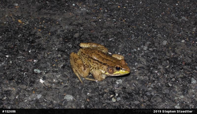 Green Frog