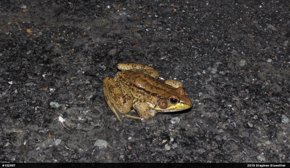 Green Frog