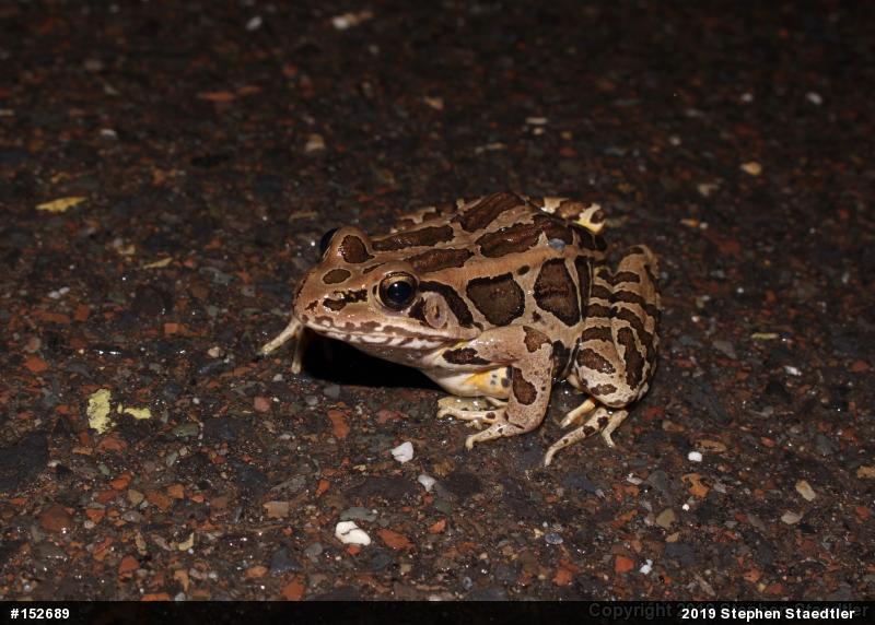 Pickerel Frog