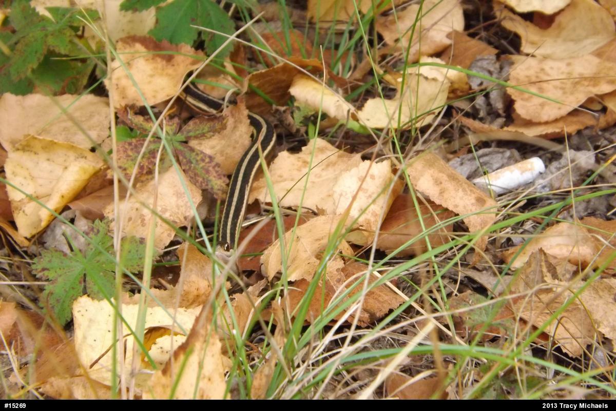 Eastern Ribbonsnake
