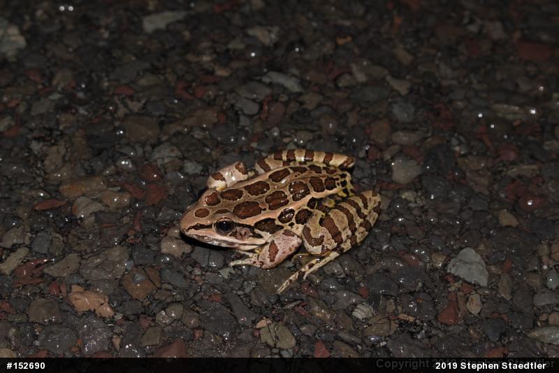 Pickerel Frog