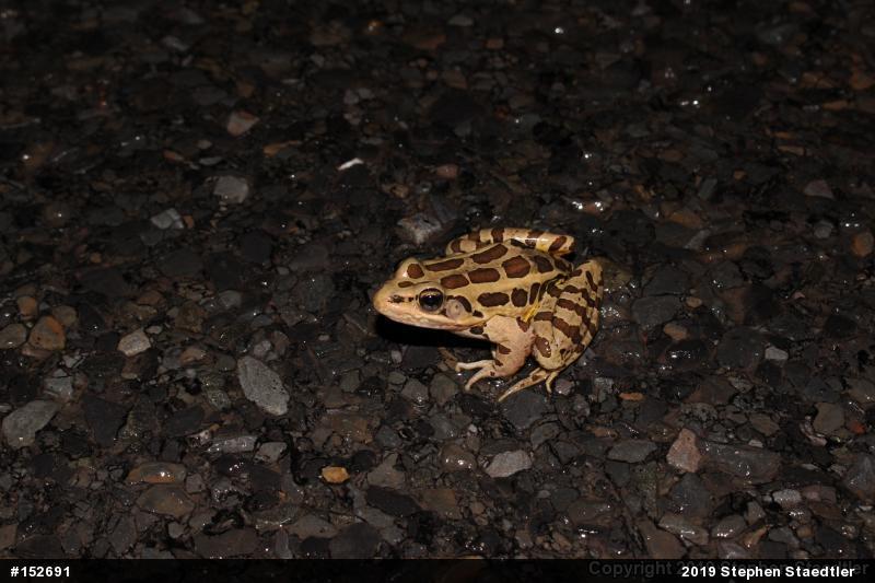 Pickerel Frog