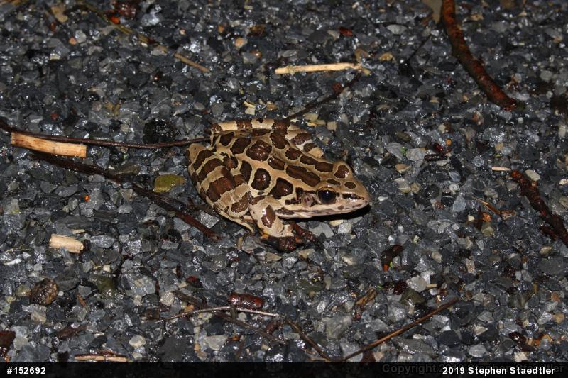 Pickerel Frog