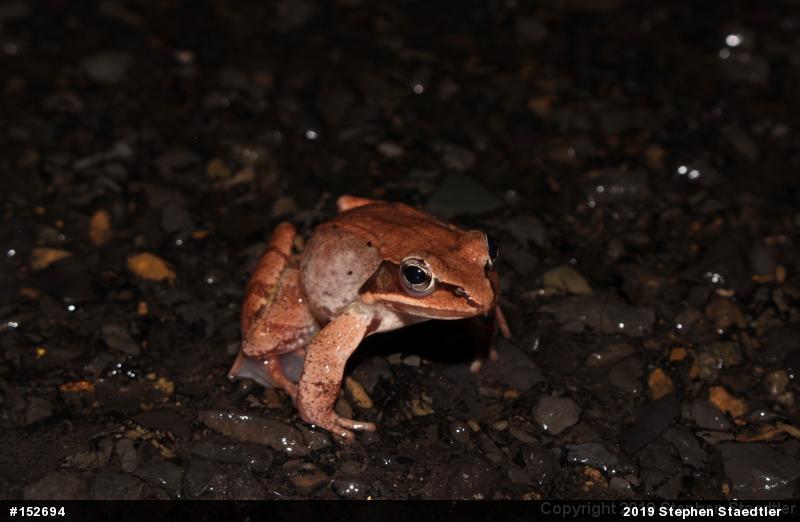 Wood Frog