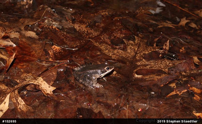 Wood Frog