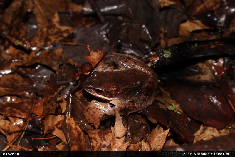 Wood Frog
