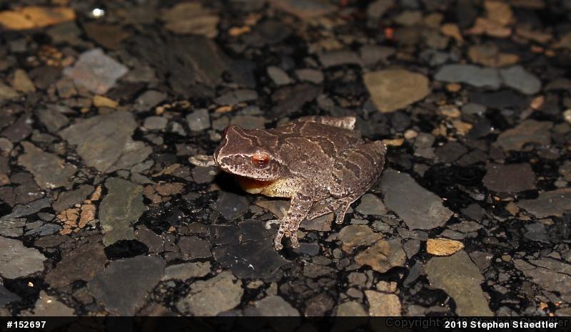 Spring Peeper