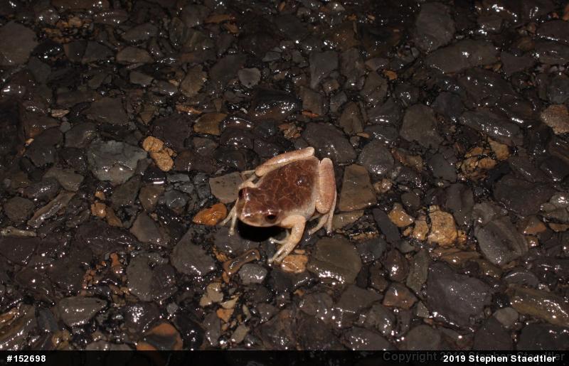 Spring Peeper