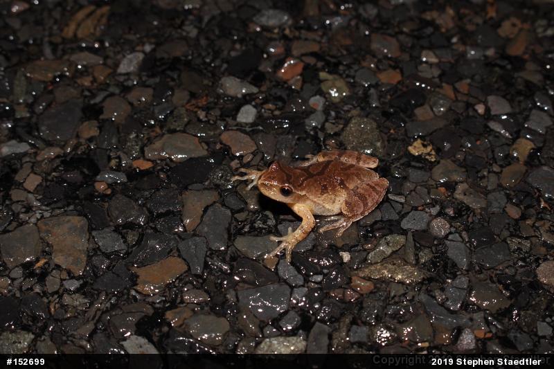 Spring Peeper