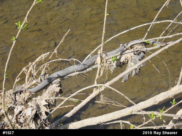Northern Watersnake