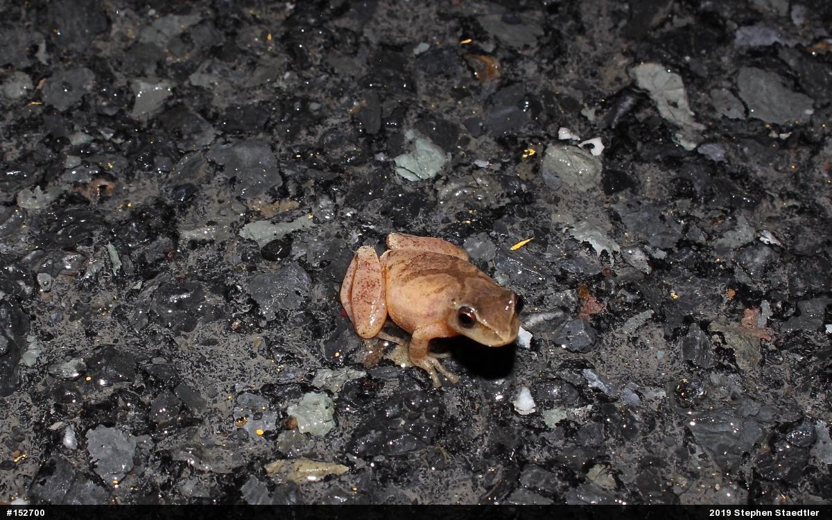Spring Peeper