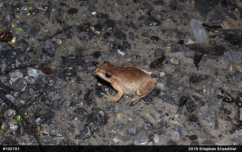 Spring Peeper