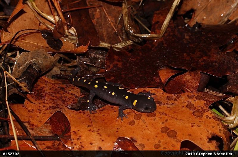 Spotted Salamander