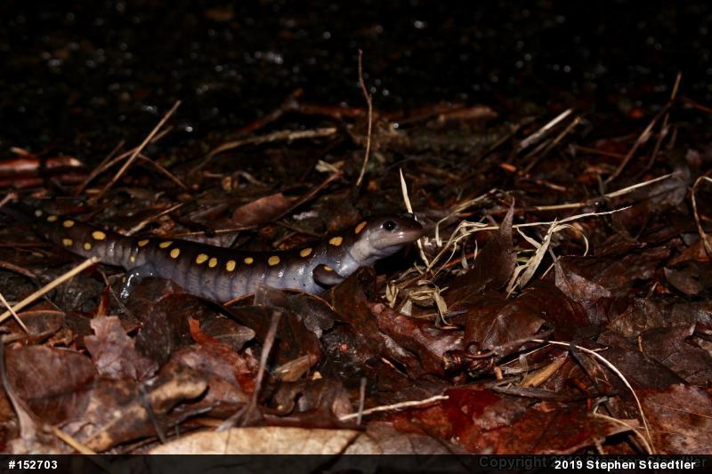 Spotted Salamander