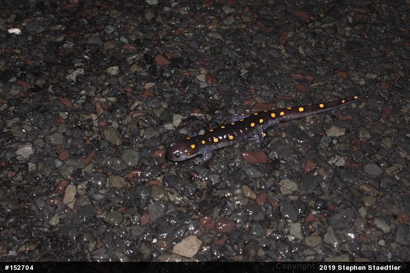 Spotted Salamander