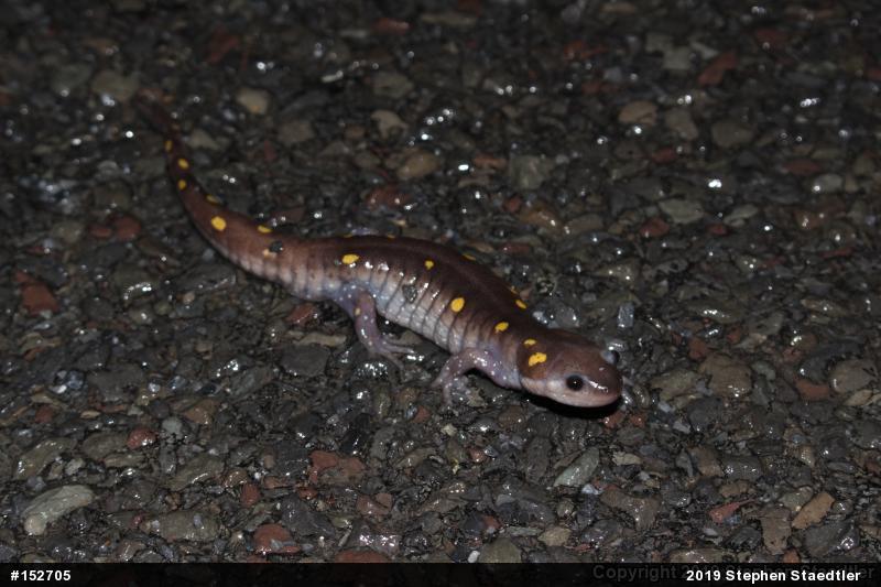 Spotted Salamander
