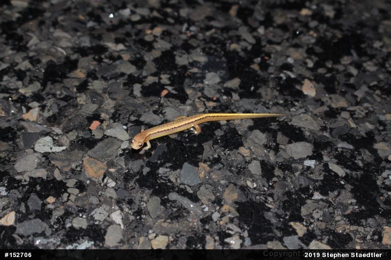 Northern Two-lined Salamander