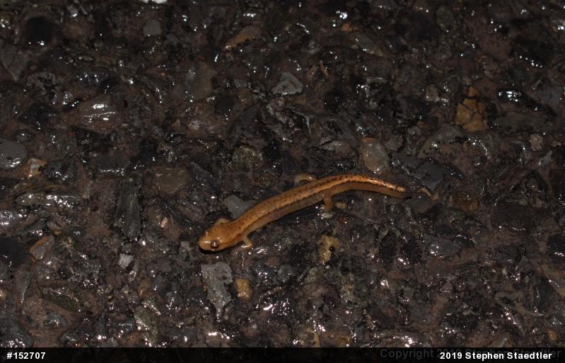 Northern Two-lined Salamander
