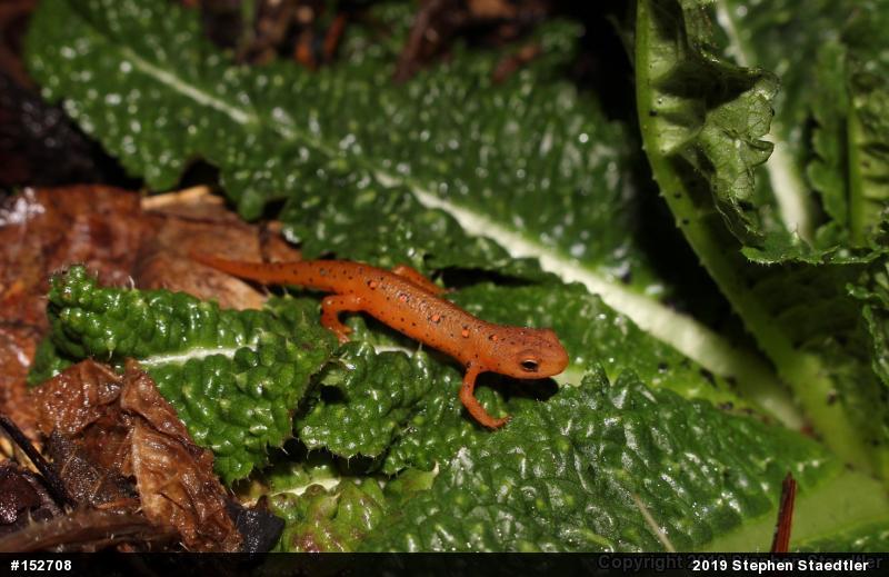 Red-spotted Newt