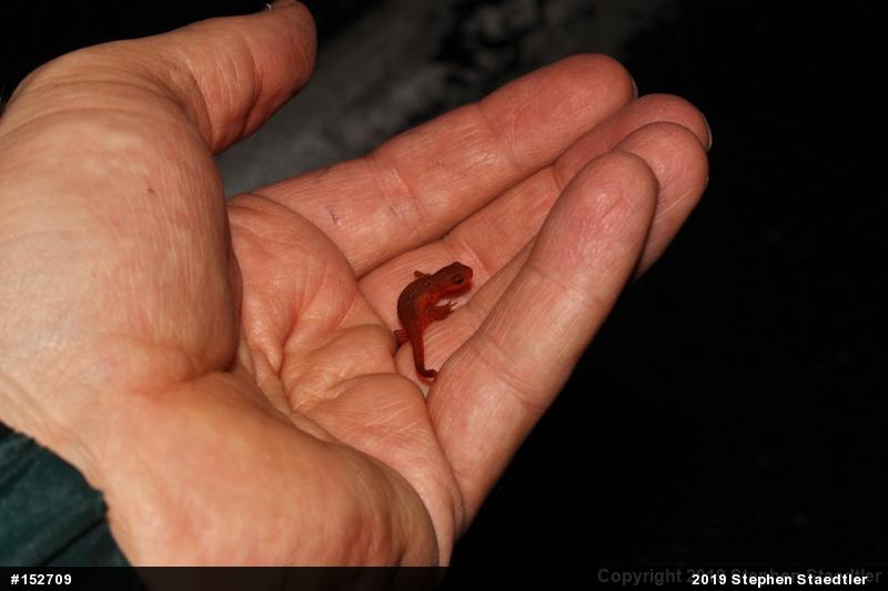 Red-spotted Newt