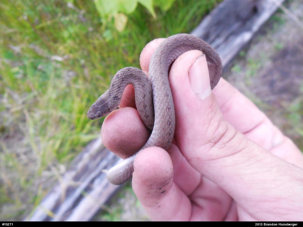 Dekay's Brownsnake