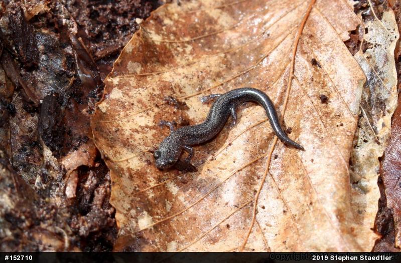 Eastern Red-backed  Salamander