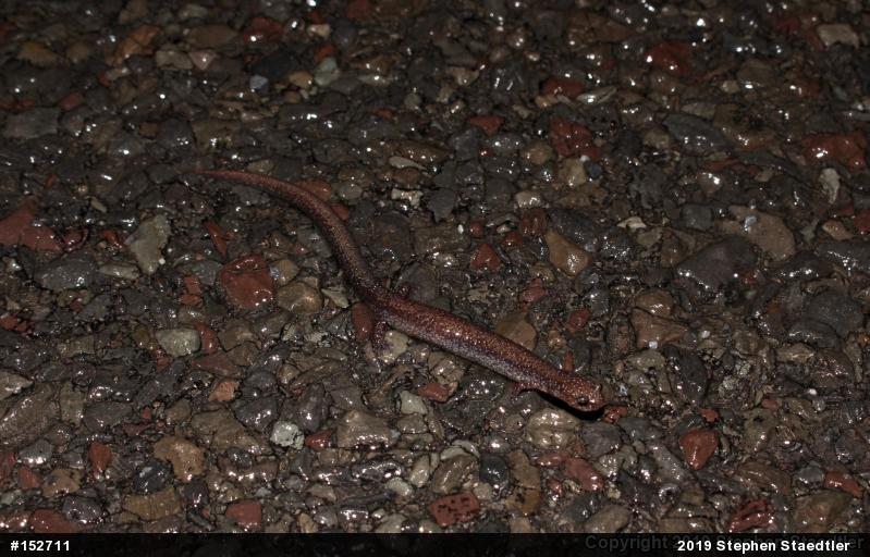 Eastern Red-backed  Salamander