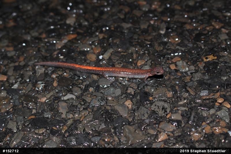 Eastern Red-backed  Salamander