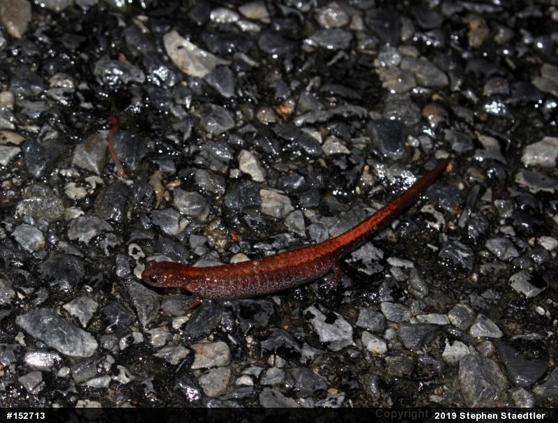 Eastern Red-backed  Salamander