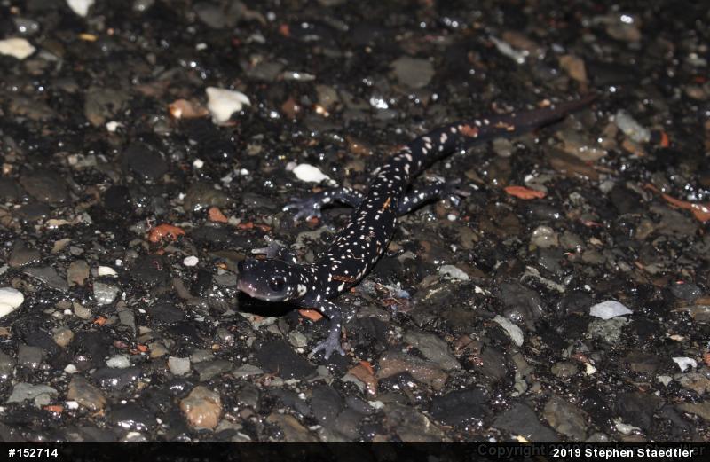 Northern Slimy Salamander