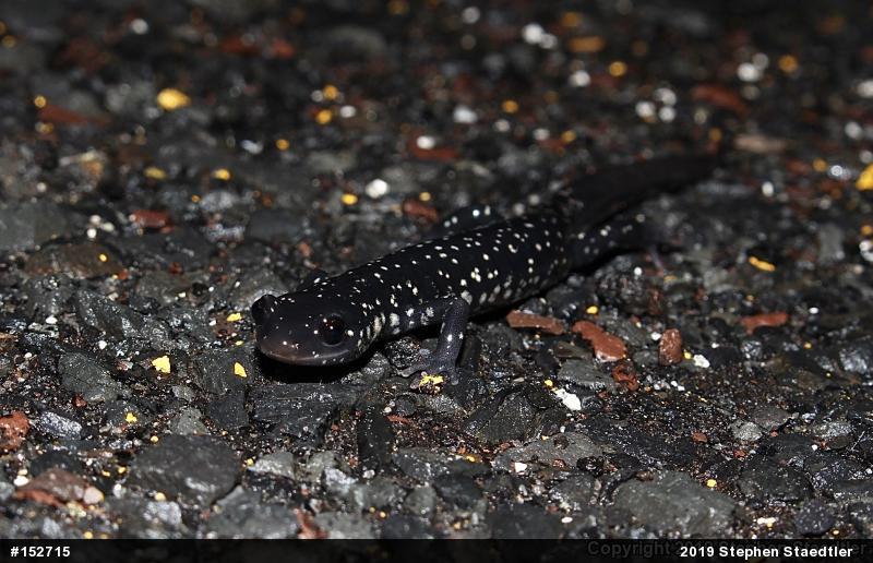 Northern Slimy Salamander