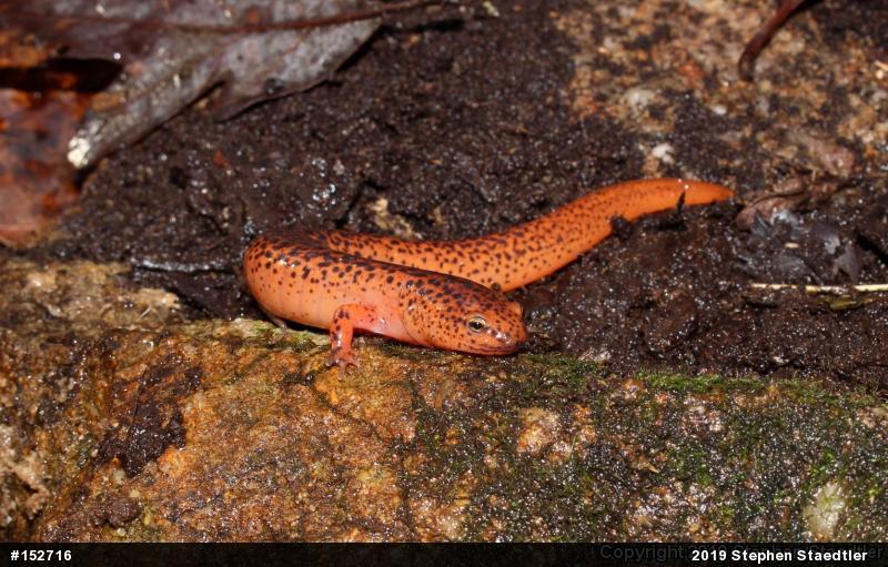 Northern Red Salamander