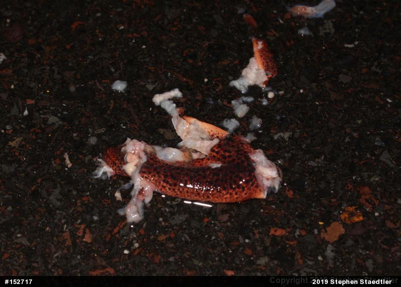 Northern Red Salamander