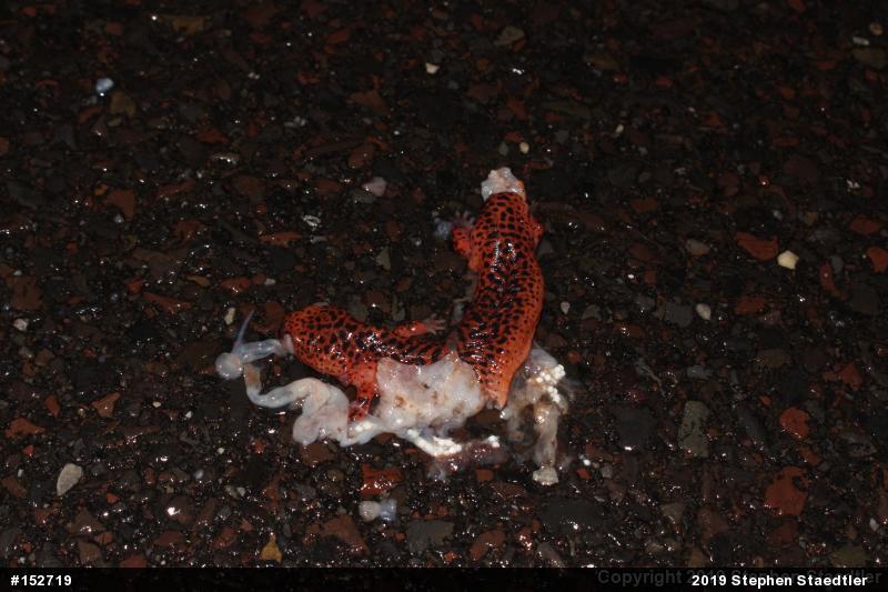 Northern Red Salamander