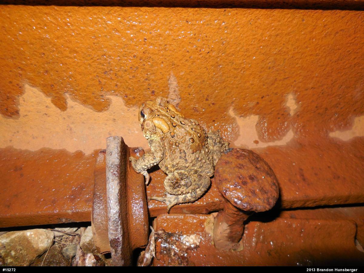 Eastern American Toad