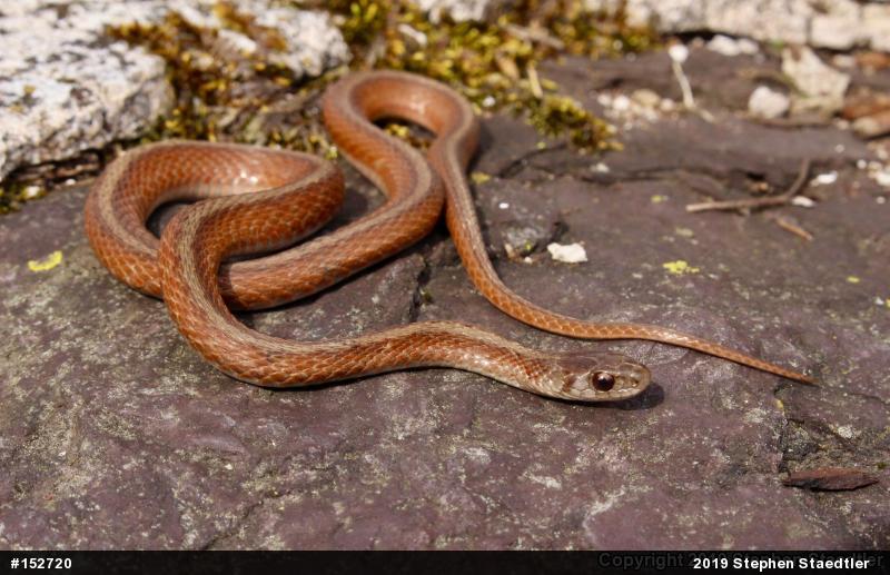 Dekay's Brownsnake