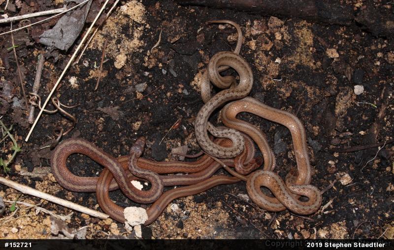 Dekay's Brownsnake