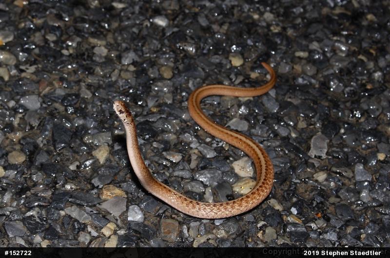 Dekay's Brownsnake