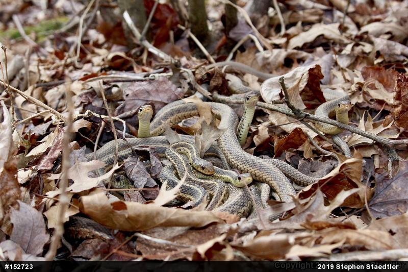Eastern Gartersnake