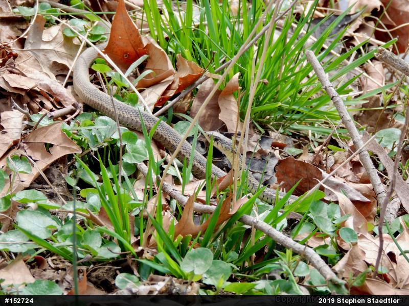 Eastern Gartersnake
